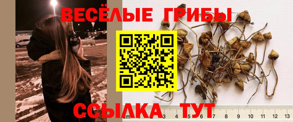 Галлюциногенные грибы GOLDEN TEACHER  Псилоцибиновые грибы Magic Shrooms  Вход с VPN  Находка 